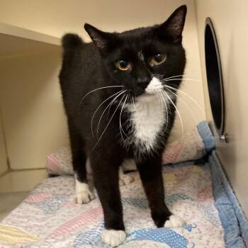 Seabreeze -  Domestic Short Hair Cat for Adoption in Dayton, Ohio - Seabreeze | PetCurious