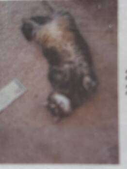 Rescue Domestic Short Hair Cats for Adoption in Hardeeville, South Carolina - Phillip | PetCurious