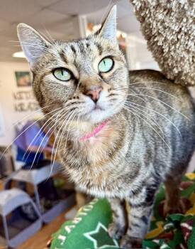 Heather -  Domestic Short Hair Cat for Adoption in Medina, Ohio - Heather | PetCurious