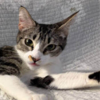 Rescue Domestic Short Hair Cats for Adoption in Hemet, California - Mama Pudding | PetCurious