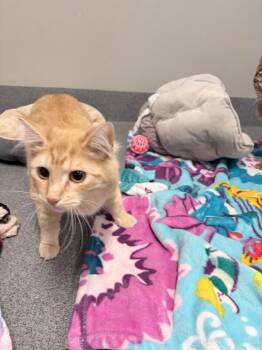 Trotter -  Domestic Medium Hair Cat for Adoption in Fort Collins, Colorado - Trotter | PetCurious