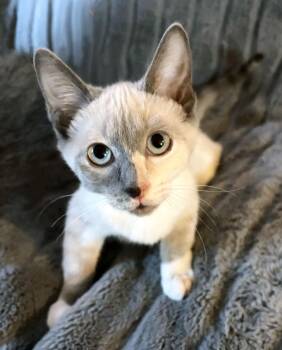 Hermione Granger -  Siamese Cat for Adoption in Davis, California - Hermione Granger | PetCurious