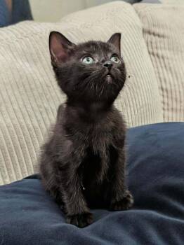 Domestic Short Hair Cats Available for Adoption in Virginia Beach, Virginia - Edith | PetCurious