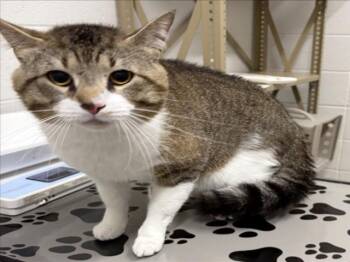 LT. CHONKERS -  Domestic Short Hair Cat for Adoption in Derwood, Maryland - LT. CHONKERS | PetCurious