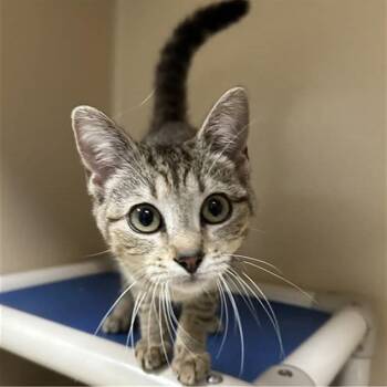 Rapunzel -  Domestic Short Hair Cat for Adoption in Mooresville, North Carolina - Rapunzel | PetCurious