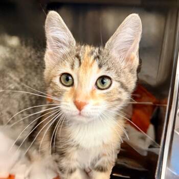 Domestic Short Hair Cats Available for Adoption in Palm Springs, California - Candi | PetCurious