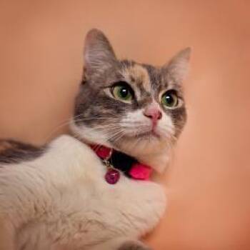 Spice -  Domestic Short Hair and Mixed Breed Cat for Adoption in Los Angeles, California - Spice | PetCurious