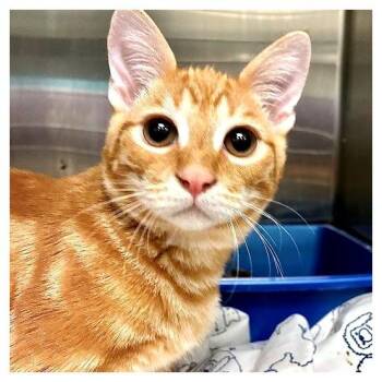 Birthday Boy -  Domestic Short Hair Cat for Adoption in Los Angeles, California - Birthday Boy | PetCurious