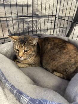 Torbie and Domestic Short Hair Cats Available for Adoption - Cali | PetCurious