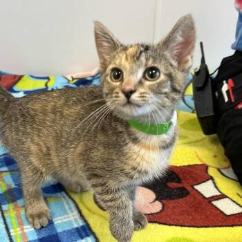 Hyacinth -  Domestic Short Hair Cat for Adoption in Fort Wayne, Indiana - Hyacinth | PetCurious