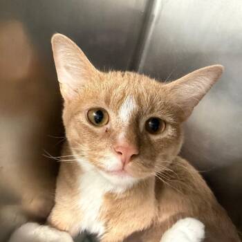 Pearl -  Domestic Short Hair Cat for Adoption in Chicago, Illinois - Pearl | PetCurious