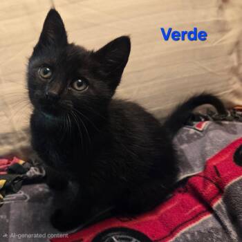Verde -  Domestic Short Hair Cat for Adoption in Coos Bay, Oregon - Verde | PetCurious