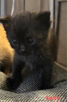 Spice -  Domestic Short Hair Cat for Adoption in Macomb, Michigan - Spice | PetCurious