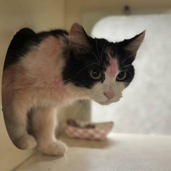 P!nk -  Domestic Medium Hair Cat Available for Adoption in Oak Brook, Illinois - P!nk | PetCurious