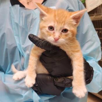 EDMOND -  Domestic Short Hair Cat for Adoption in Pueblo, Colorado - EDMOND | PetCurious