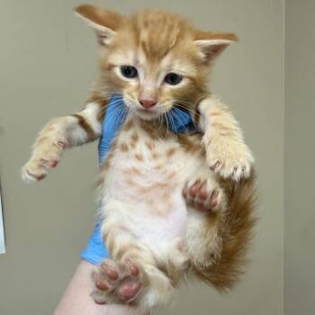Domestic Short Hair Cats Available for Adoption in Birmingham, Alabama - AJ | PetCurious