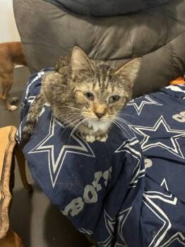 CUDDLES -  Domestic Short Hair Cat for Adoption in Louisville, Kentucky - CUDDLES | PetCurious