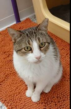 Ninja -  Tabby and Domestic Short Hair Cat for Adoption in Bay City, Michigan - Ninja | PetCurious