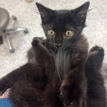 Kilo -  Domestic Medium Hair Cat for Adoption in Madisonville, Tennessee - Kilo | PetCurious
