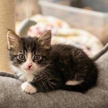 Orion -  Domestic Medium Hair Cat for Adoption in Tustin, California - Orion | PetCurious
