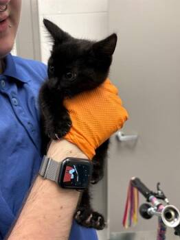 VISION -  Domestic Short Hair Cat for Adoption in Indianapolis, Indiana - VISION | PetCurious