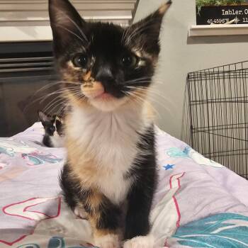 Marge Simpson -  Calico Cat for Adoption in Pendleton, Oregon - Marge Simpson | PetCurious