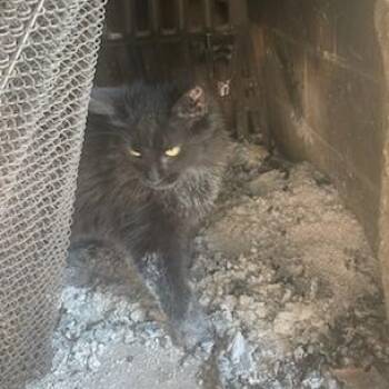 Koal -  Domestic Long Hair Cat for Adoption in Murray, Utah - Koal | PetCurious