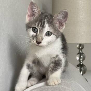 Milo James -  Domestic Short Hair Cat for Adoption in Liverpool, Texas - Milo James | PetCurious