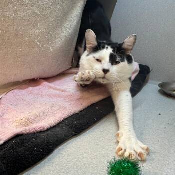 Stanley -  Domestic Short Hair Cat for Adoption in Pittsburgh, Pennsylvania - Stanley | PetCurious