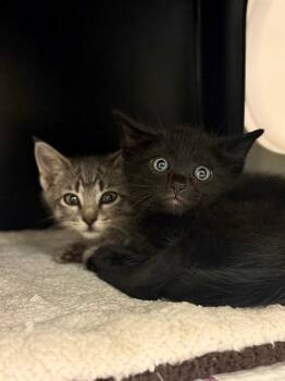 Domestic Short Hair Cats Available for Adoption in Sugar Land, Texas - SPROCKET | PetCurious