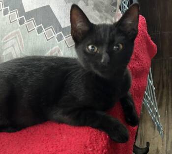 Charlotte -  Domestic Short Hair Cat for Adoption in Wadsworth, Ohio - Charlotte | PetCurious