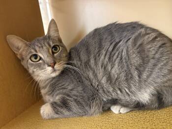 Swoopes -  Tabby Cat for Adoption in Albuquerque, New Mexico - Swoopes | PetCurious