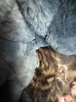 Domestic Short Hair Cats Available for Adoption - SAITAMA | PetCurious