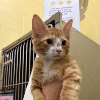 Milo -  Domestic Short Hair Cat for Adoption in Dover, New Hampshire - Milo | PetCurious