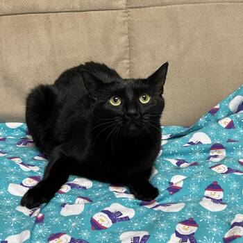 Rescue Domestic Short Hair Cats for Adoption in Graham, Washington - HEATHER | PetCurious
