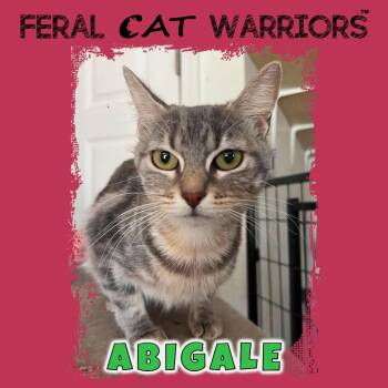 Abigale -  Domestic Short Hair Cat for Adoption in Kingman, Arizona - Abigale | PetCurious