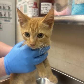 Sherry -  Domestic Short Hair Cat for Adoption in Birmingham, Alabama - Sherry | PetCurious