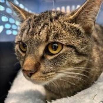 Rescue Domestic Short Hair Cats for Adoption in Chattanooga, Tennessee - Wishbone | PetCurious