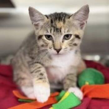 Kitten (3) 07/21/2026 -  Domestic Short Hair Cat for Adoption in Bullhead City, Arizona - Kitten (3) 07/21/2026 | PetCurious