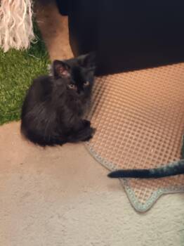 COSMOS -  Domestic Medium Hair Cat for Adoption in Irmo, South Carolina - COSMOS | PetCurious