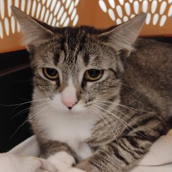 Ralphie -  Domestic Short Hair Cat for Adoption in Bentonville, Arkansas - Ralphie | PetCurious
