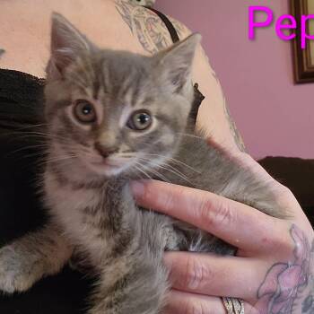 Peps ARC26 - 179 -  Domestic Short Hair Cat for Adoption in Akron, New York - Peps ARC26 - 179 | PetCurious