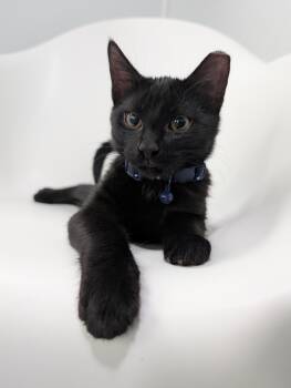 Rescue Domestic Short Hair Cats for Adoption in Zebulon, North Carolina - Fix-It Felix Jr | PetCurious