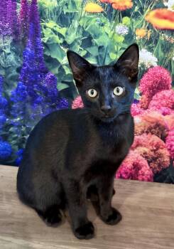 Havarti -  Domestic Short Hair Cat Available for Adoption in Cincinnati, Ohio - Havarti | PetCurious