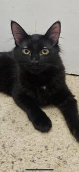 Rescue Domestic Long Hair Cats for Adoption in Santa Ana, California - Kitana | PetCurious