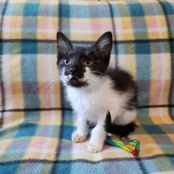 ELMER -  Domestic Short Hair Cat for Adoption in Graham, Washington - ELMER | PetCurious