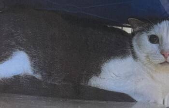 Patrick -  Domestic Short Hair Cat for Adoption in Fort Madison, Iowa - Patrick | PetCurious