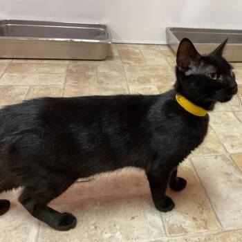 Tootie -  Domestic Short Hair Cat Available for Adoption in Monroe, Louisiana - Tootie | PetCurious