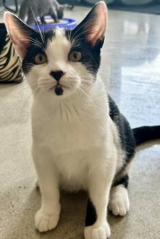 Colton -  Domestic Medium Hair Cat for Adoption in Sandusky, Michigan - Colton | PetCurious