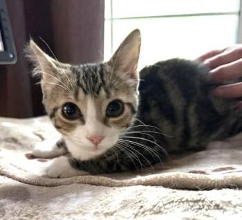 Kia Forte -  Domestic Short Hair and Tabby Cat for Adoption in Chandler, Arizona - Kia Forte | PetCurious